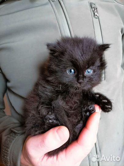 Котёнок ищет дом