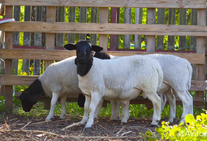 Дорпер баранчики