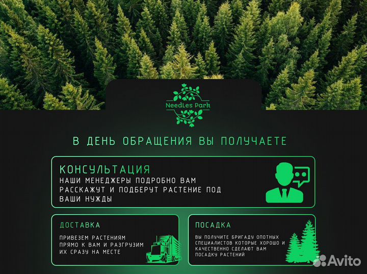 Туи Смарагд,Колумна