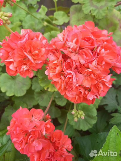 Сортовые пеларгонии