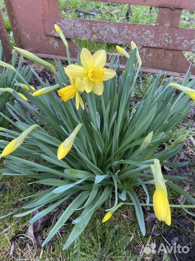 Луковица нарцисса