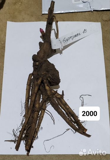 Пион ито Бартзелла