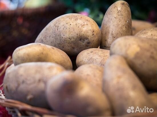 Продам крупный картофель