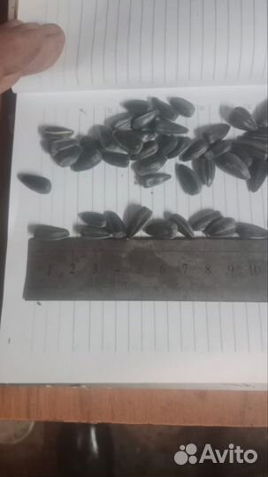 Семечка подсолнечника 40+