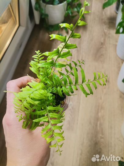 Комнатные цветы