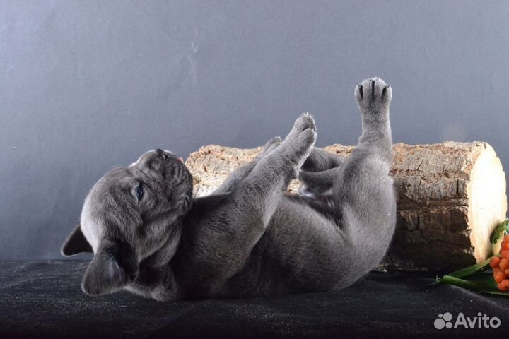 Щенки кане корсо