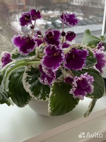 Фиалки детки