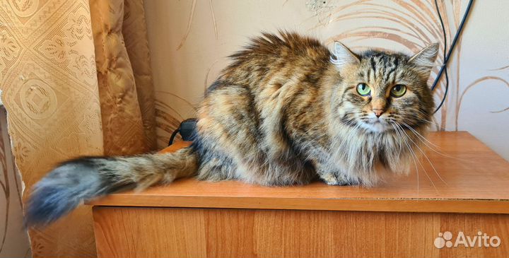 Кот и кошки в добрые руки