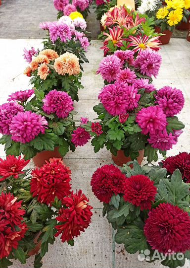 Комнатные цветы