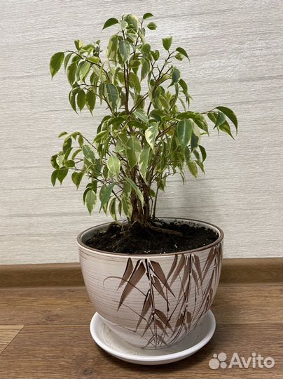 Фикус Бенджамина