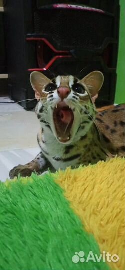 Азиат.леопардовый кот. Алк Макс юниор