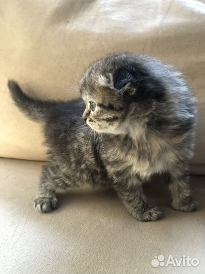Котята в любящие руки бесплатно