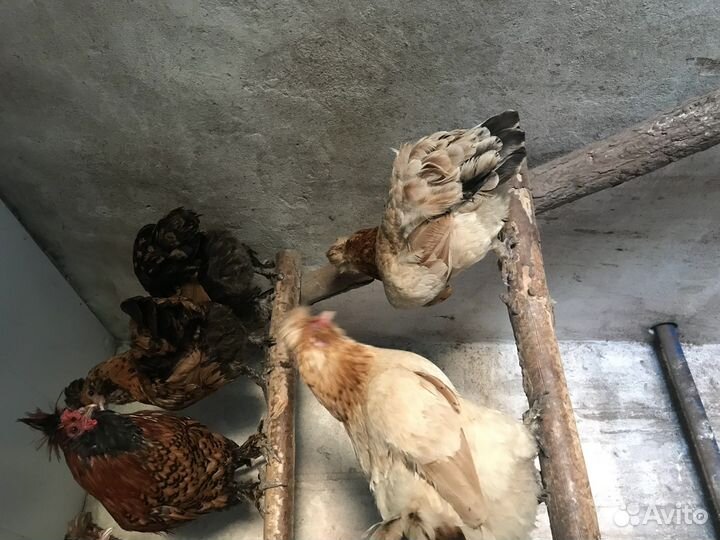 Цыплята суточные и подросшие