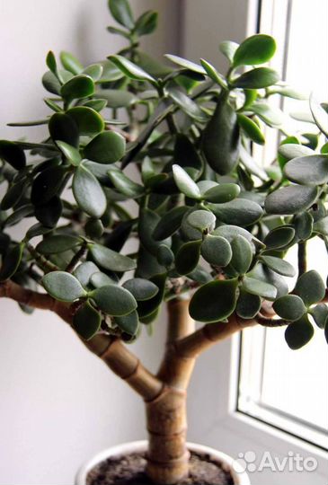 Крассула толстянка денежное дерево
