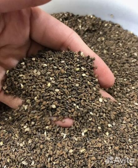 Семена фацелии / фацелия / медонос /1 кг и 3 кг