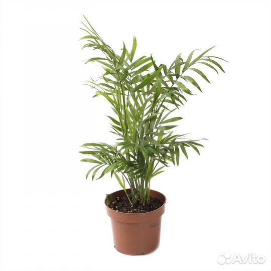 Высокие комнатные растения