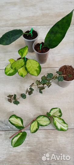 Хойи 2