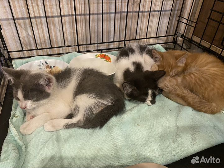 Котята в добрые руки