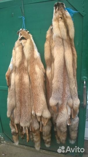Продаются шкуры лисицы
