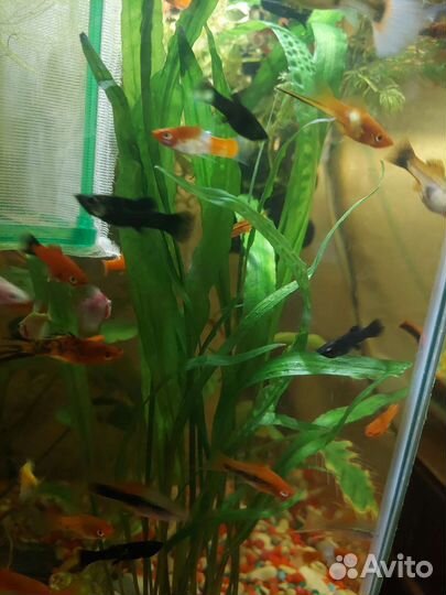 Аквариумные растения