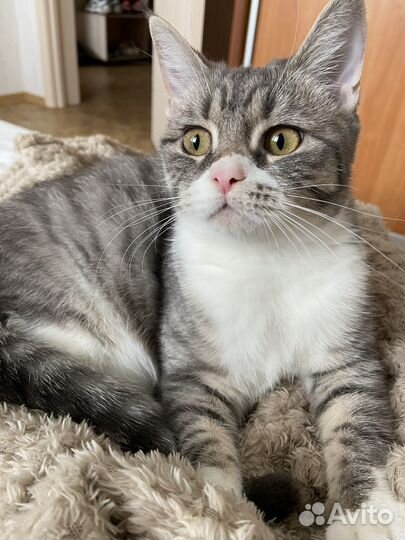 Кошка