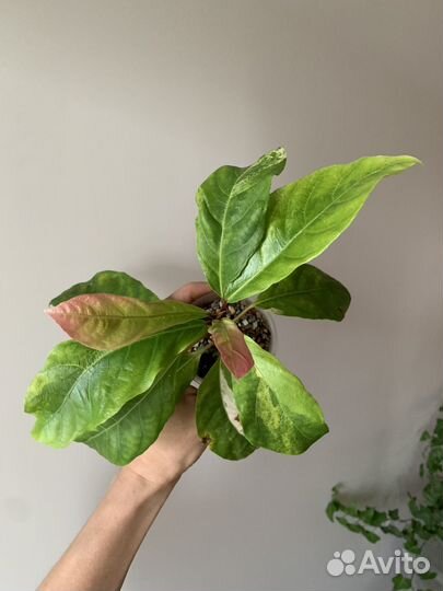 Фикус ботриокарпа
