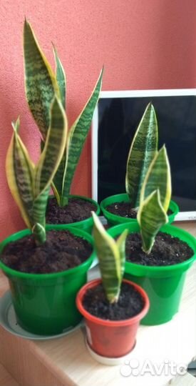 Сансевиерия