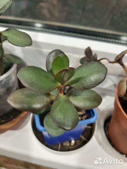Крассула (денежное дерево)