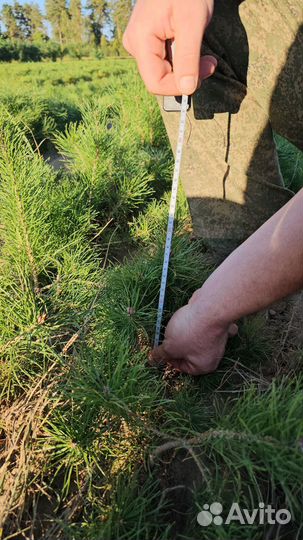 Саженцы сосны и ели окс от производителя