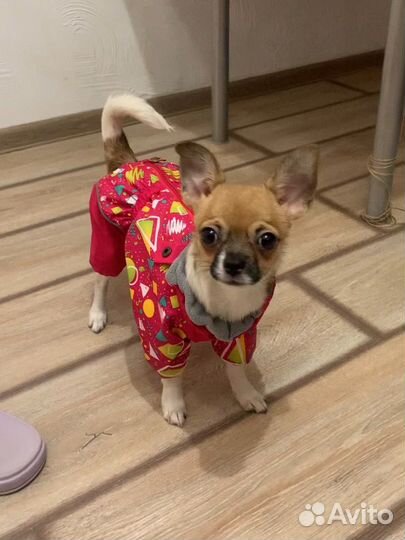 Комбинезон для собак