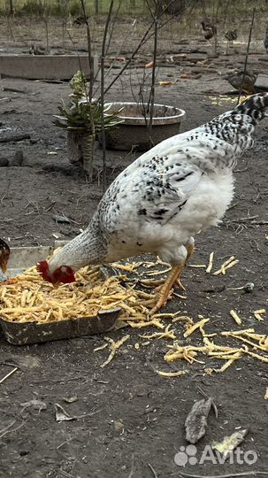 Молодые петухи