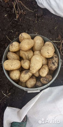 Продам картофель