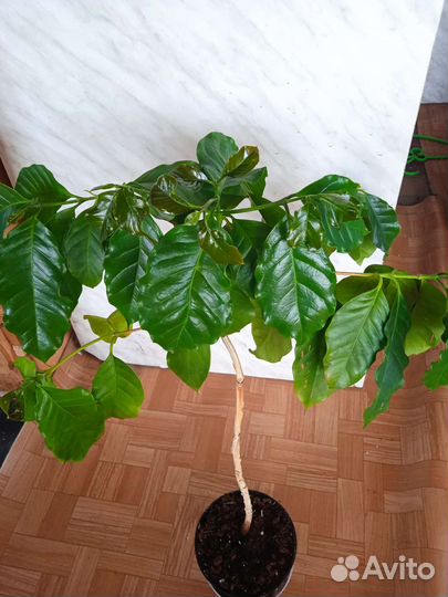 Кофе арабика