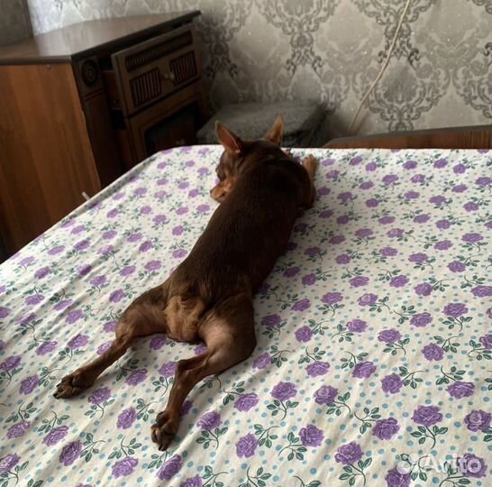 Мини той-терьер