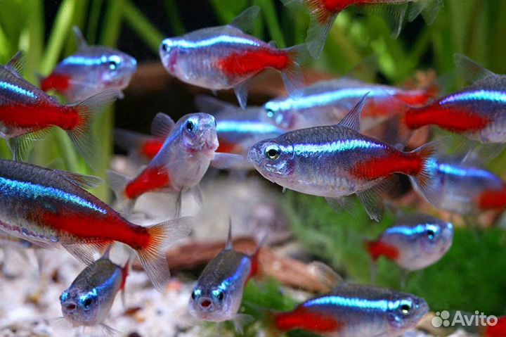 Аквариумные рыбки. Неоны и данио