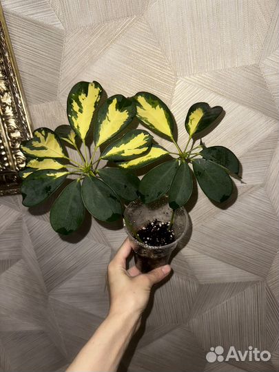 Комнатные растения