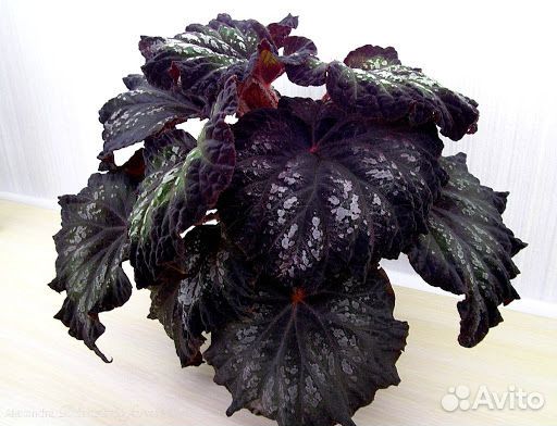 Бегонии доставка