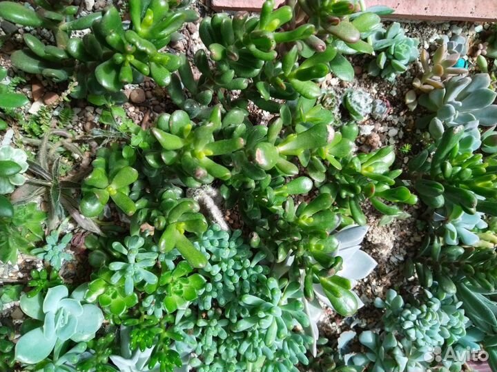 Суккуленты для садиков и флорариумов