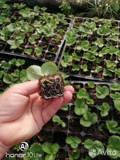 Касетная рассада ремонтантной клубники альбион