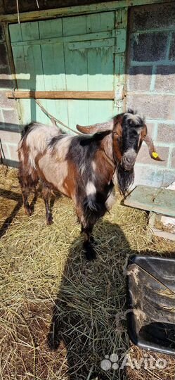 Козел вязка