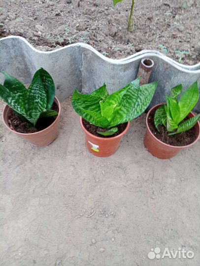 Сансевиерия