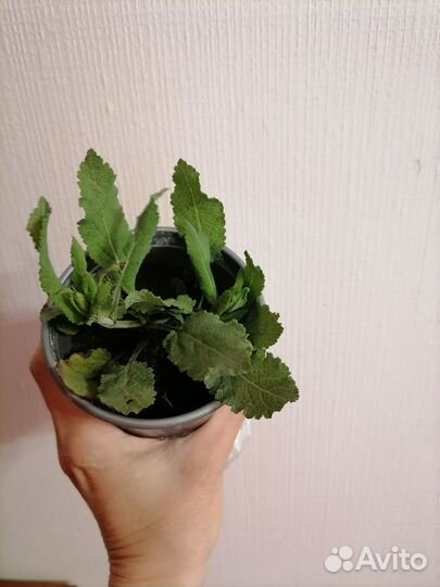 Шалфей Корадонна(сеянцы) и Шнитт лук
