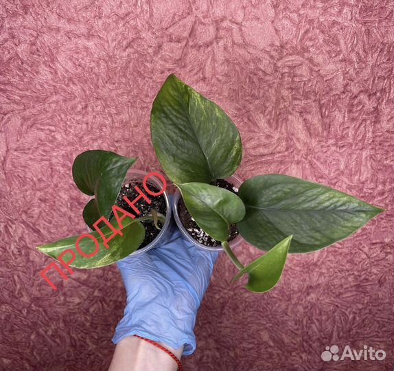 Epipremnum/Scindapsus «Marble Queen» (Сциндапсус)