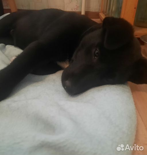 Щенок