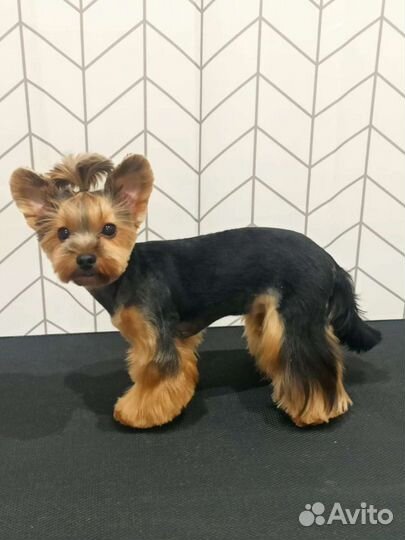 Услуги грумера для собак до 7кг