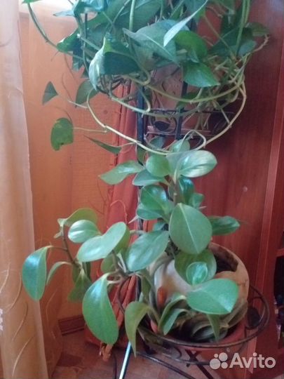 Продам цветы комнатные