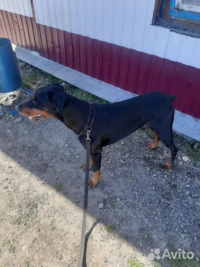 Доберман вязка