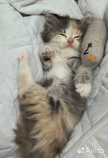 Алиса ищет дом