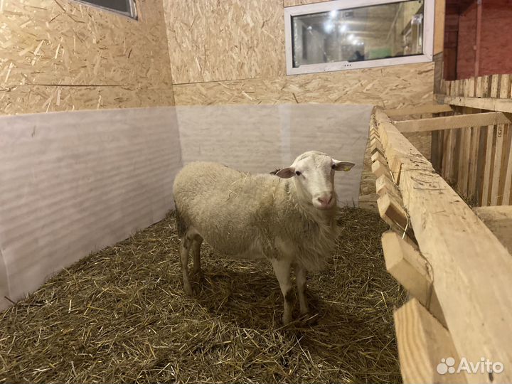 Баран катумский