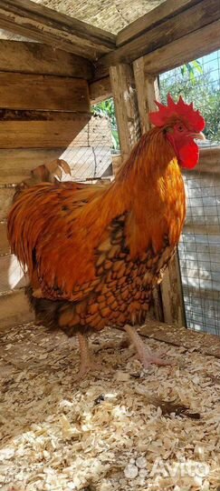 Петухи на племя